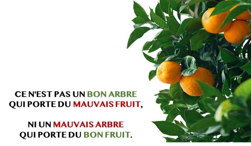 CE N’EST PAS UN BON ARBRE QUI PORTE DU MAUVAIS FRUIT, NI UN MAUVAIS ARBRE QUI PORTE DU BON FRUIT